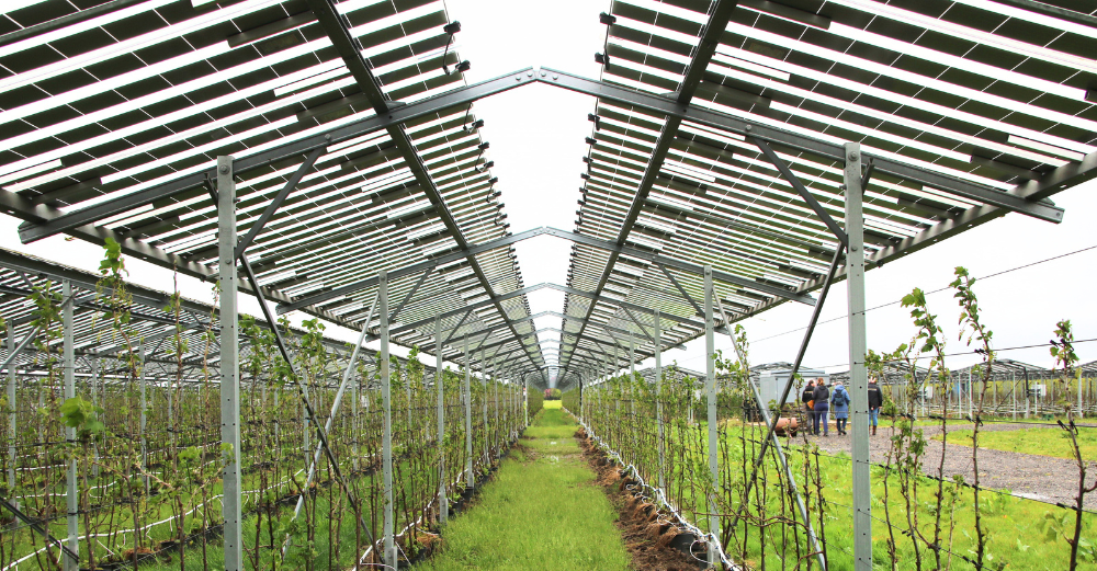 agri pv